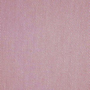 Rosa 043-21279